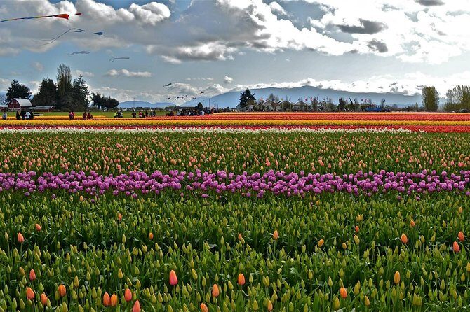 Skagit Valley Tulip Festival Day Tour from Seattle - Practical Tips for the Tour