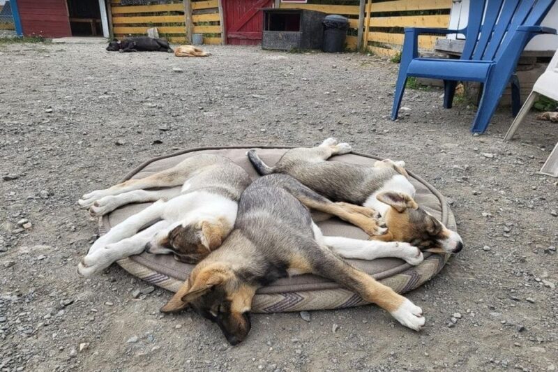 Skagway: Klondike Highway & Yukon Bus Tour with Husky Kennel - Husky Kennel and Puppy Playtime