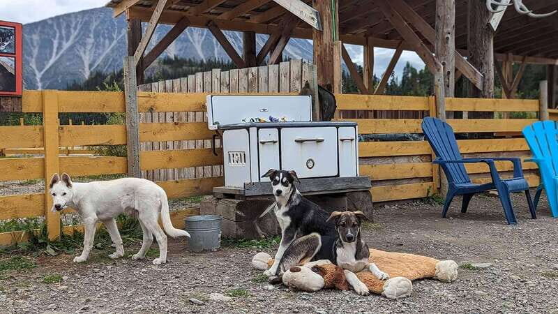 Skagway: Klondike Highway & Yukon Bus Tour with Husky Kennel - The Real Value: Are the Costs Justified?