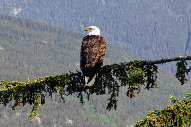 Skagway Shore Excursion: Scenic River Float Tour - The Itinerary in Detail