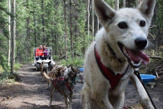 Skagway Shore Excursion: Yukon Dog Sledding and Sightseeing Tour - A Deep Dive into the Experience