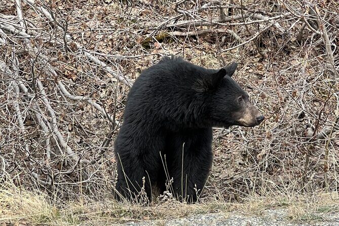 Skagway Waterfall Tour - FAQ