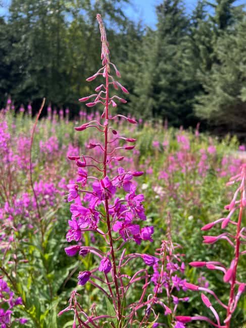 Skagway: Yukon Discovery Tour - Who Should Consider This Tour?