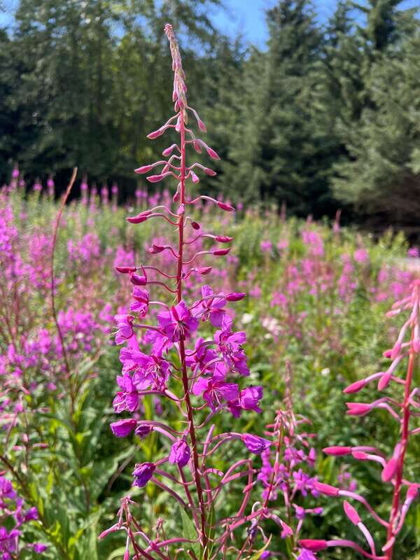 Skagway: Yukon Dog Mushing & Sightseeing Tour - The Sum Up: Is This Tour Right for You?