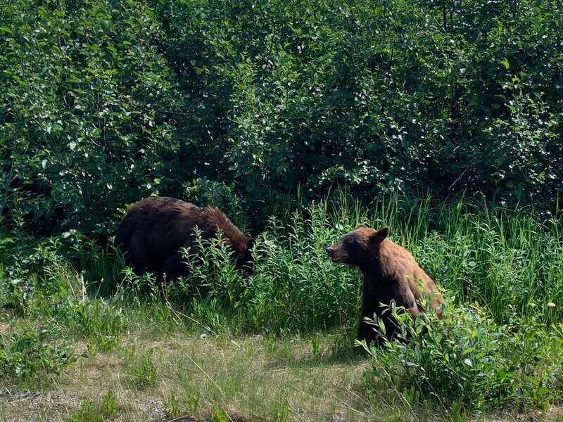 Skagway: Yukon Suspension Bridge & Summit Tour - Is This Tour Right for You?