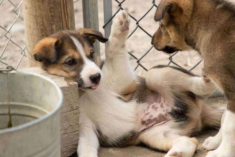 Skagway: Yukon, White Pass, & Husky Sled Camp Combo Tour - FAQ