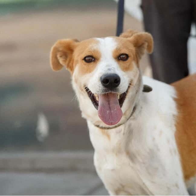 Skiathos: Dog Shelter Visit, Hike & Cooking Class with Lunch - Key Points