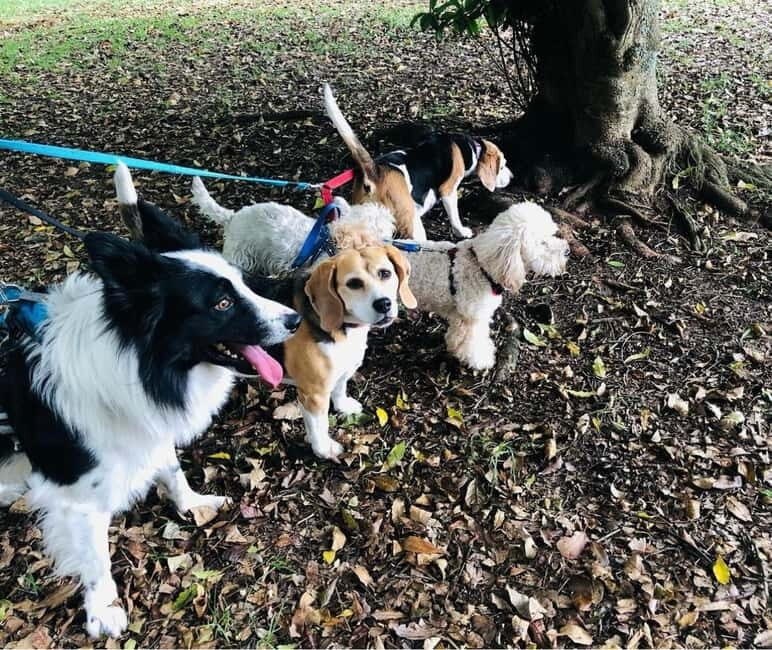 Skiathos: Dog Shelter Visit, Hike & Cooking Class with Lunch - The Details of the Day