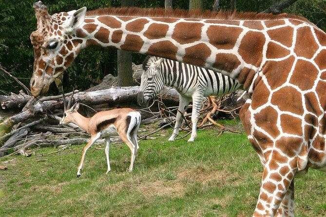 Skip the Line: Daily Admission at Woodland Park Zoo Ticket - Key Points