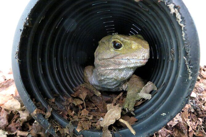 Skip the Line: Franz Josef Wildlife Center Ticket with Optional Backstage Pass - Why Choose the Franz Josef Wildlife Center?