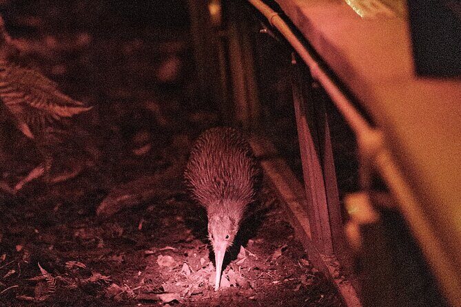 Skip the Line: Franz Josef Wildlife Center Ticket with Optional Backstage Pass - Price and Value Analysis