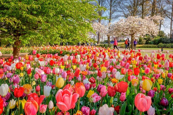 Skip-the-Line Keukenhof Gardens and Tulip Fields Tour from Amsterdam - What’s Included and How It Works