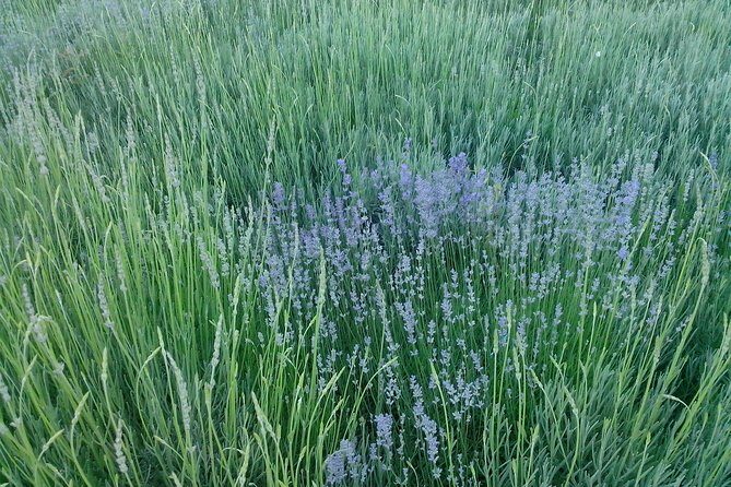 Skip the Line: Medieval Tuida Fortress tours - Frequently Asked Questions