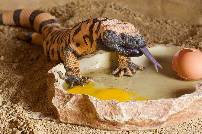 Skip the Line: Springs Preserve in Las Vegas Admission Ticket - The Experience: Pros and Cons