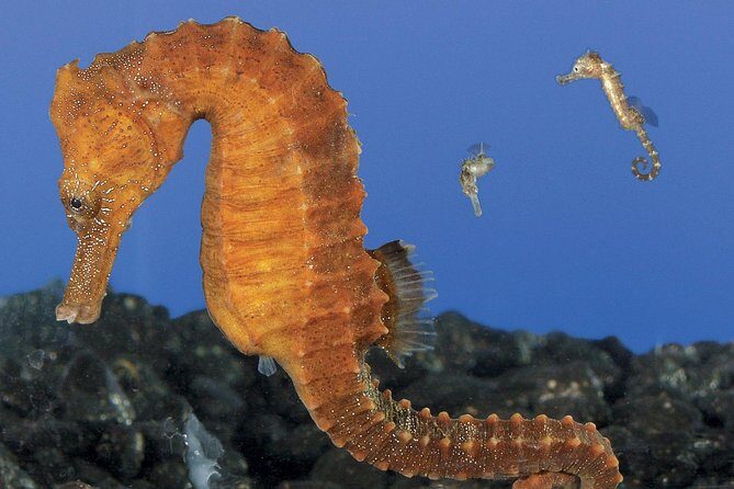 Skip the Ticketing Line: Aquarium of the Pacific General Admission Ticket - FAQ