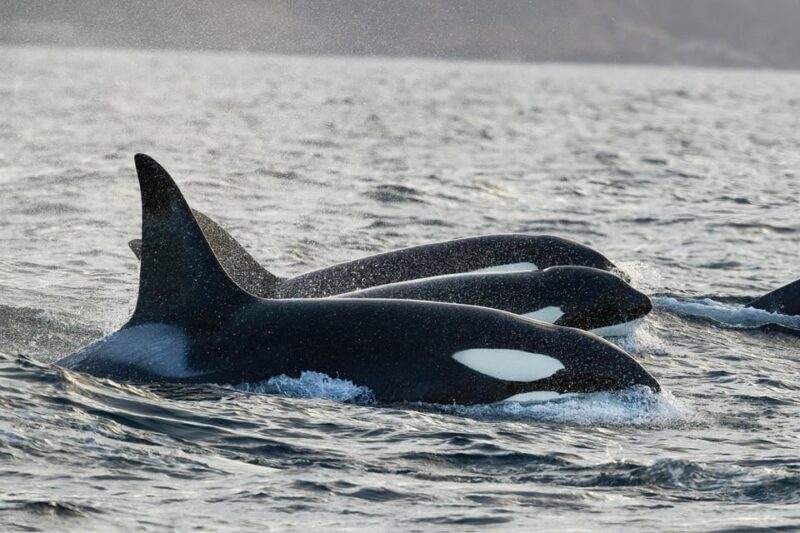 Skjervøy: Orca and Whale-Watching comfort heated Boat Trip - The Itinerary: What to Expect