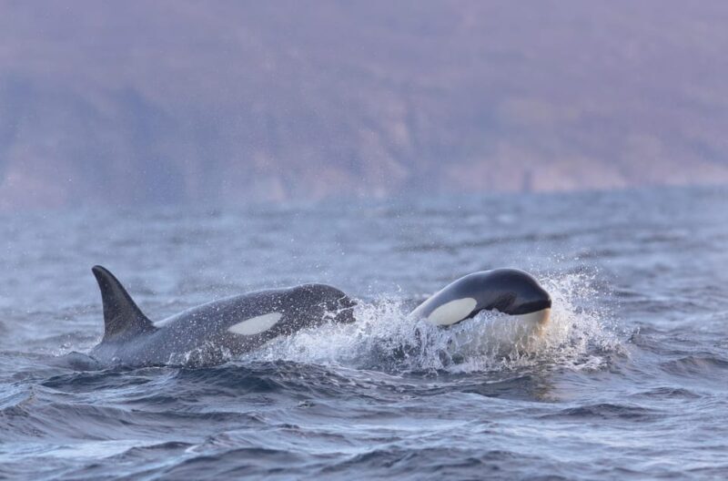 Skjervøy: Orca and Whale-Watching comfort heated Boat Trip - Who Would Love This Experience?