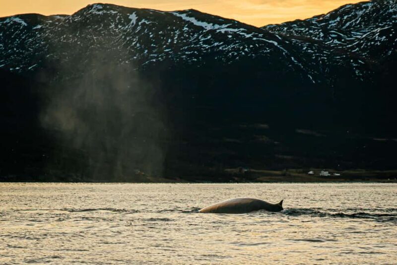 Skjervøy: Whale Watching with RIB Boat and Local Guide - The Practical Details