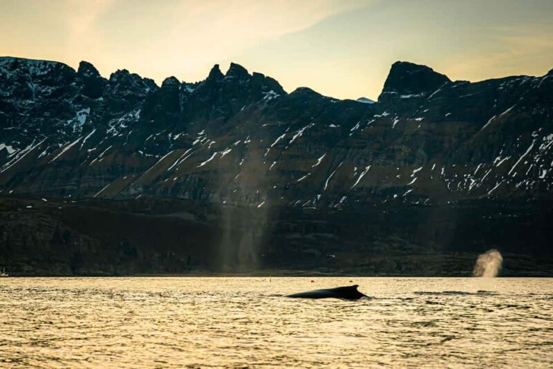Skjervøy: Whale Watching with RIB Boat and Local Guide - FAQ