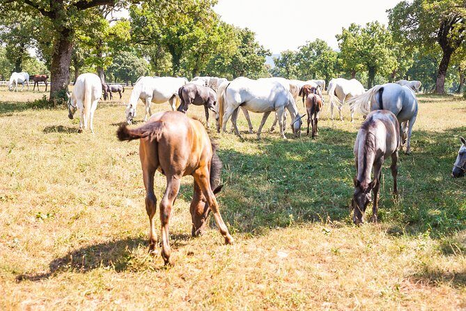 Skocjan caves, Piran & Predjama castle | Private trip from Ljubljana - Final Thoughts