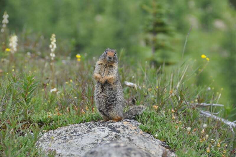Skoki Lake Louise Daily Guided Hike in the Canadian Rockies - Practical Details and Considerations