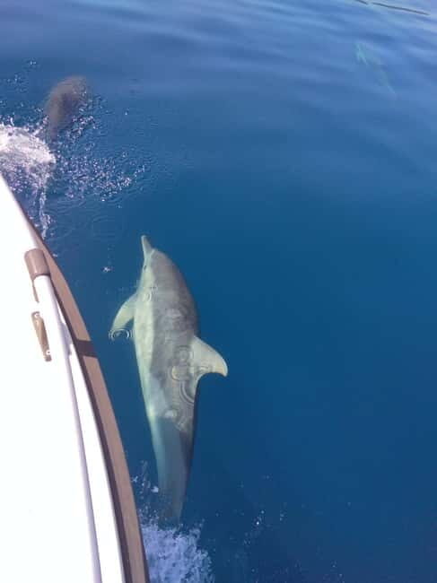 Skopelos: Private cruise to Alonissos and Marine Park - Final Considerations