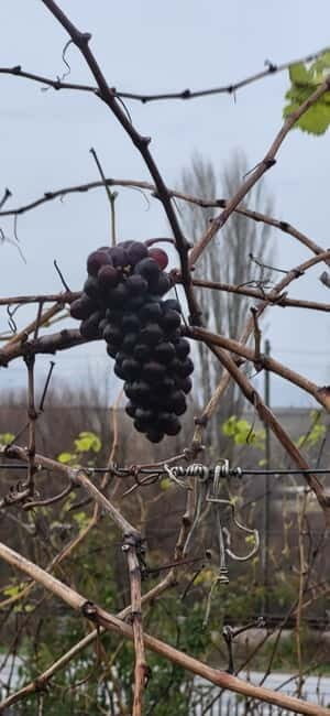 Skopje: Half-Day Stobi Wine Tour - Final Thoughts