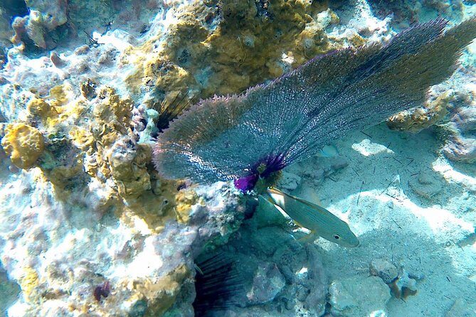 SkyReef Cozumel Snorkel & Tequila Tasting - Final Thoughts