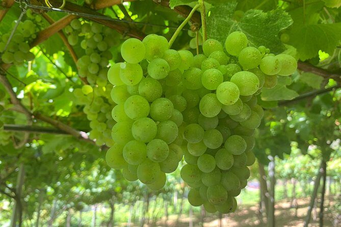 Skywalk with Wines Tasting and Vineyards Half day 4x4 Adventure - An In-Depth Look at the Tour