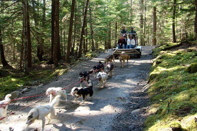 Sled Dog Adventure in Skagway - Key Points
