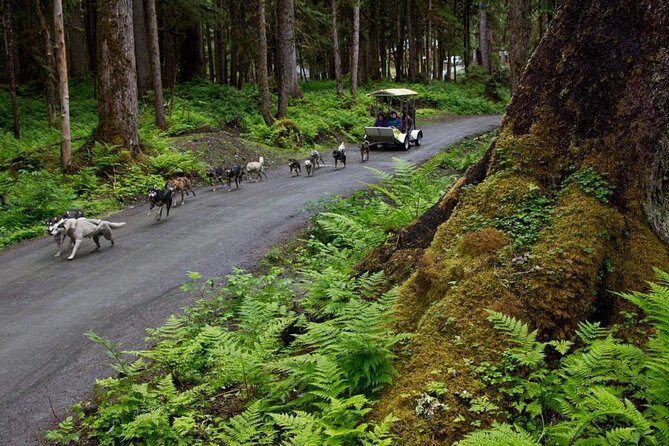 Sled Dog Discovery in Juneau - FAQs