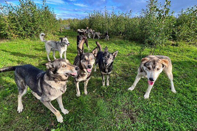 Sled Dog Kennel Tour - An In-Depth Look at the Sled Dog Kennel Tour