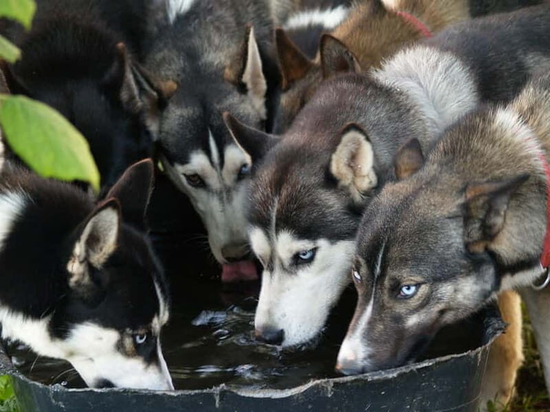 SLED DOG KENNEL VISIT TARTU COUNTRY ESTONIA - Key Points