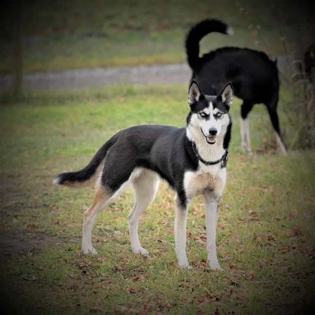 SLED DOG KENNEL VISIT TARTU COUNTRY ESTONIA - What We Loved About This Experience