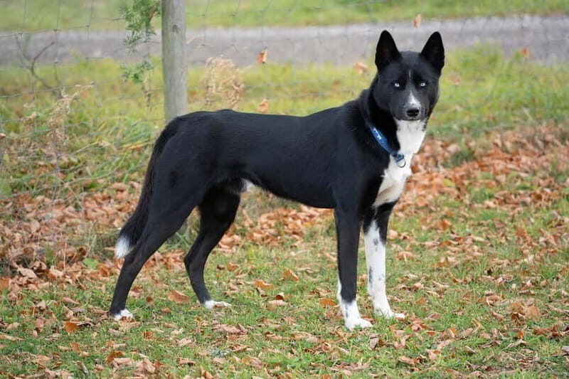 SLED DOG KENNEL VISIT TARTU COUNTRY ESTONIA - Who is This Tour Best For?
