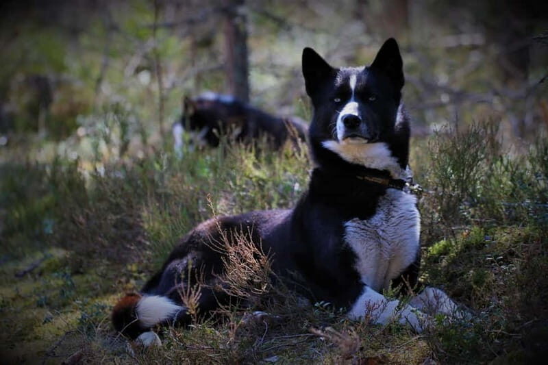 SLED DOG KENNEL VISIT TARTU COUNTRY ESTONIA - Final Thoughts