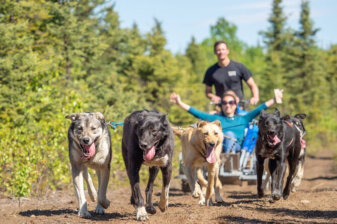 Sled Dog Ride and Scenic Drive from Anchorage - Key Points