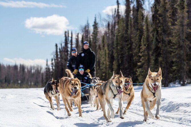Sled Dog Ride and Scenic Drive from Anchorage - Family and Fitness Considerations