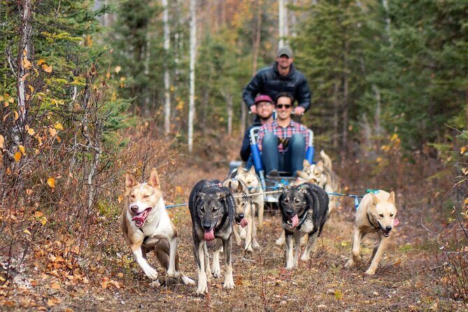 Sled Dog Ride and Scenic Drive from Anchorage - Final Thoughts