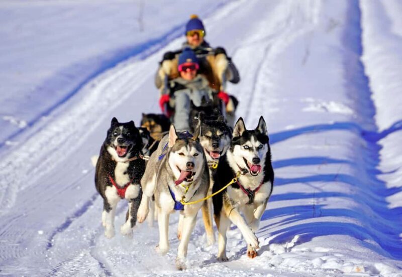 SLED DOG TOUR AND KENNEL VISIT & WITH OVERNIGHT STAY - Who Is This Best For?