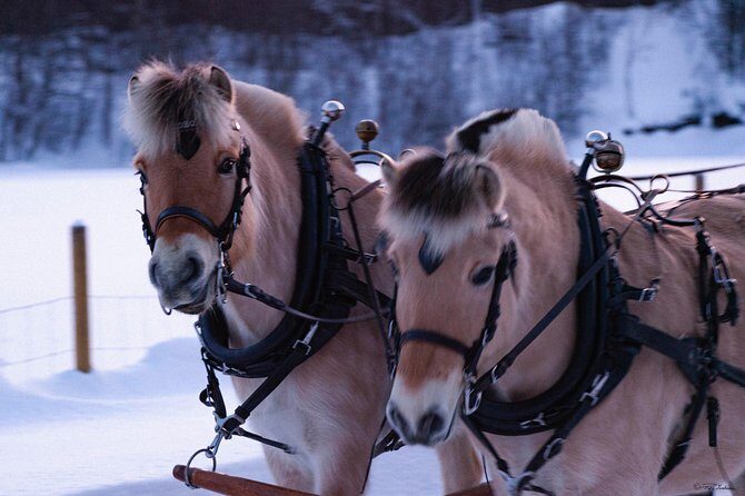 Sleigh Ride w/ Tapas Meal - Experience Arctic Farm Life - Who Will Enjoy This Tour?