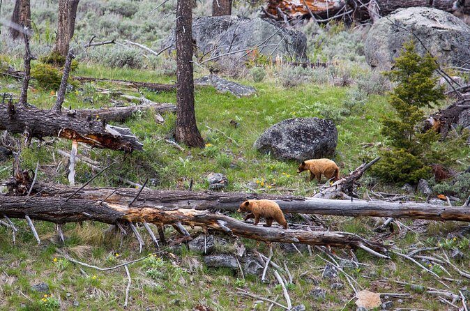 Slough Creek Naturalist Day Hike - FAQ about the Slough Creek Naturalist Day Hike