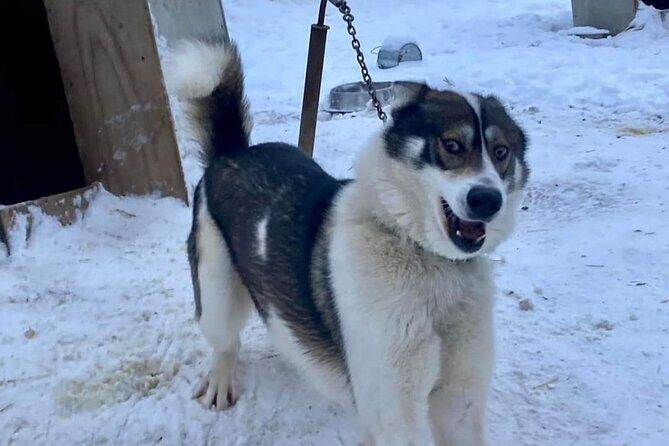 Sluice Box Kennel Experience - FAQs