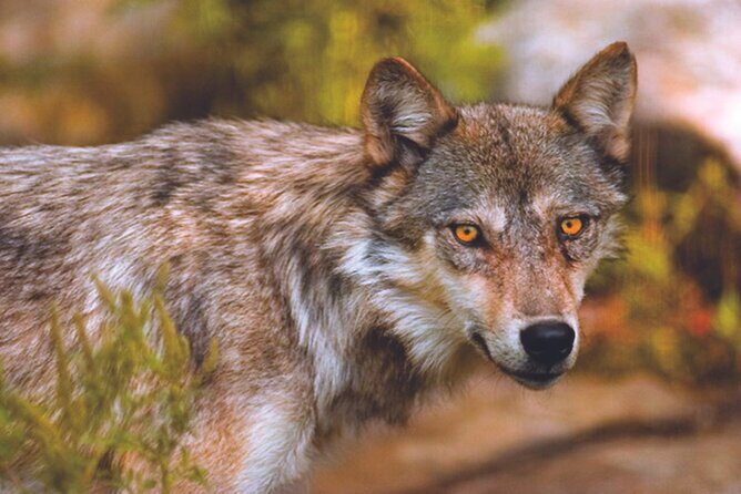 Small Group 2 Days Tour Icefield Lake Louise and Moraine - FAQs