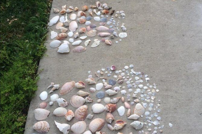 Small Group 2 Hour Dolphin Cruise with Snorkeling to Shell Key - Small Group 2 Hour Dolphin Cruise with Snorkeling to Shell Key: An Honest Review