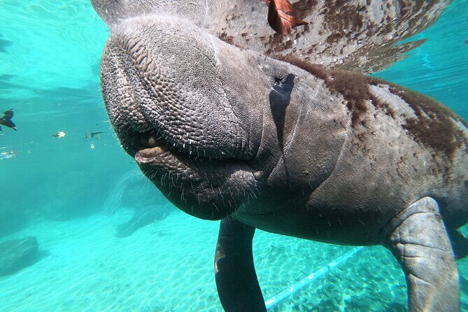 Small Group 6 Passenger Manatee Swim - Who Should Consider This Tour?