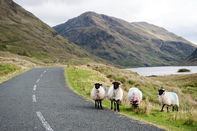 Small Group Aughnanure Castle, Sheepdog Demo & Connemara Tour - FAQ: Practical Questions Answered