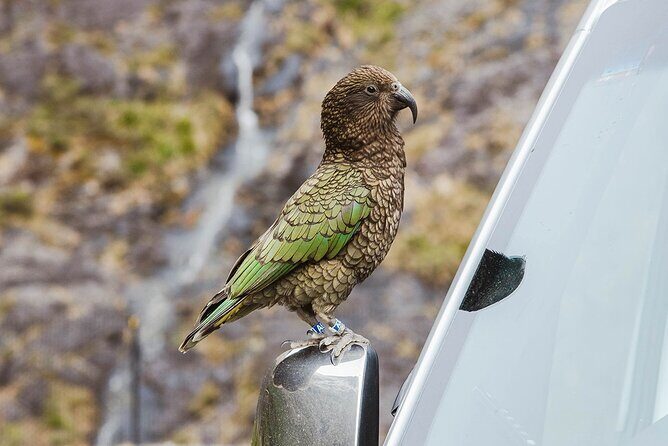 Small Group, Award Winning Milford Sound Day Experience & Cruise - Final Thoughts