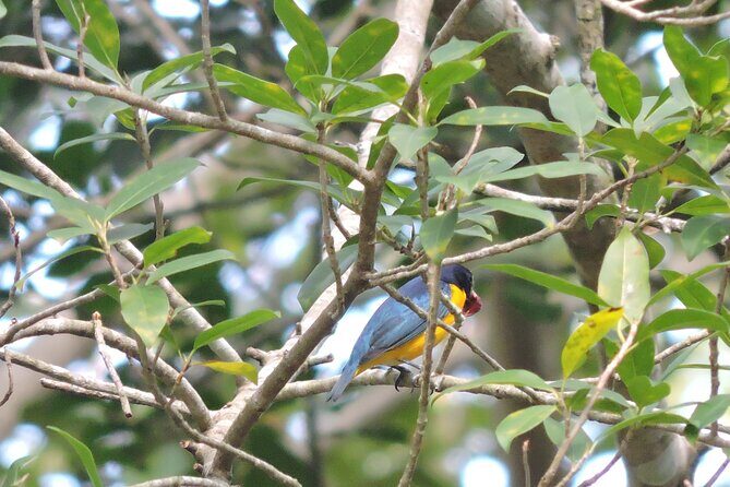 Small-Group Birdwatching Sian Kaan with professional guide - Who Is This Tour Best For?