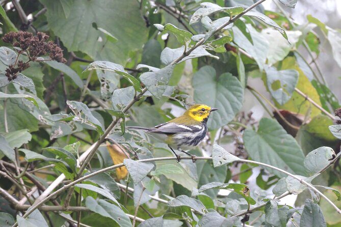 Small-Group Birdwatching Sian Kaan with professional guide - Frequently Asked Questions